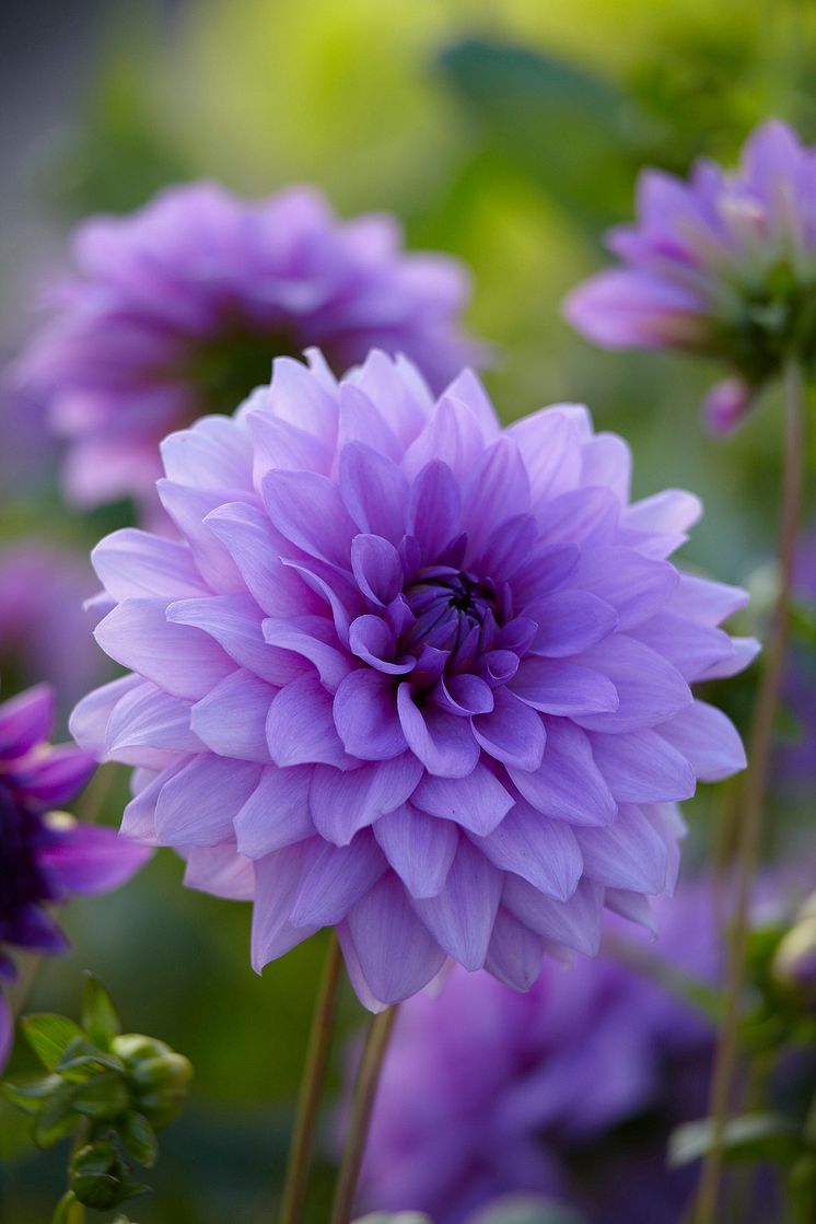 Dahlia Blue Boy.jpg