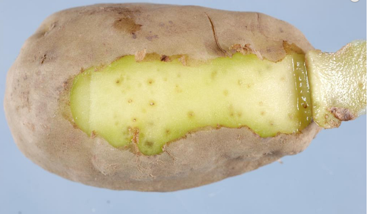 Rotgallnematoder potatis