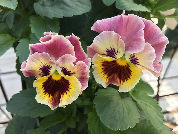 Viola-wittrockiana-Frizzle-Sizzle-Mini-Fire_35105_5