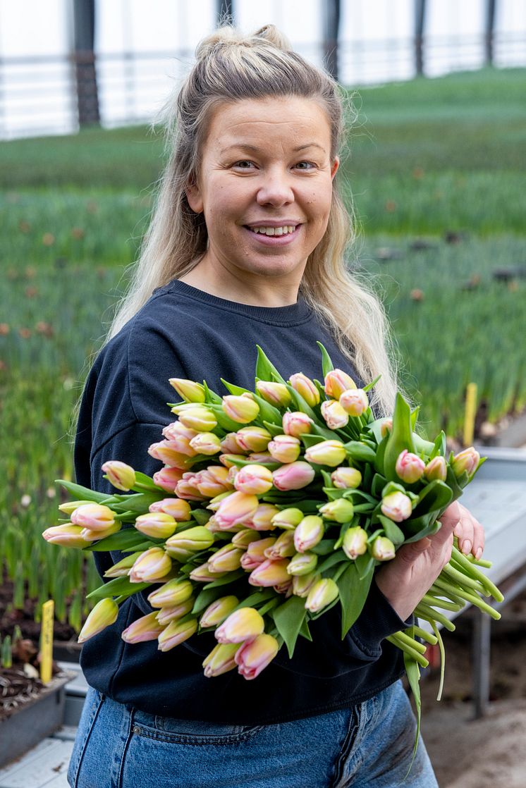 Tulpaner
