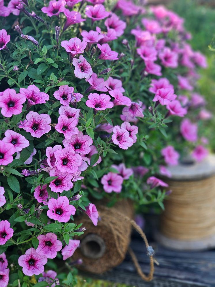 20240815_164055 kopiera Petunia hybrida - Dekko Rose Vein.jpg