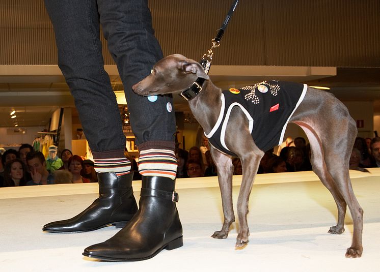 Dogs On Catwalk - NK Göteborg