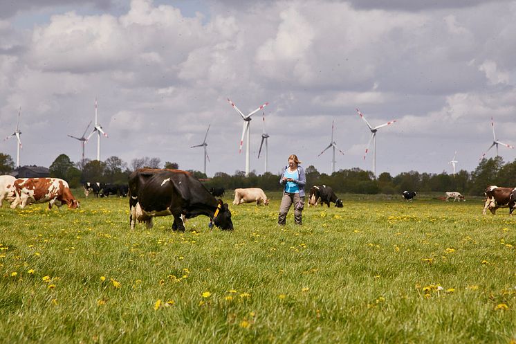 Arla Betrieb mit Weidegang in Schleswig Holstein.jpg