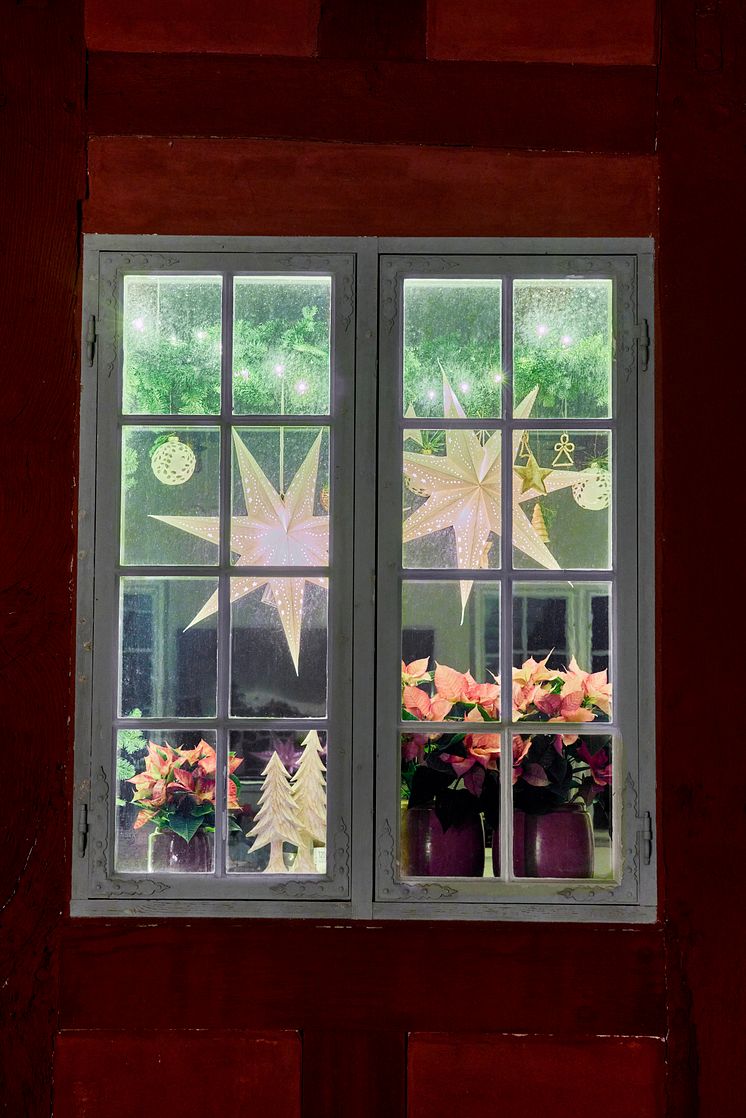 Julblommor_2024_klassiska_fönster