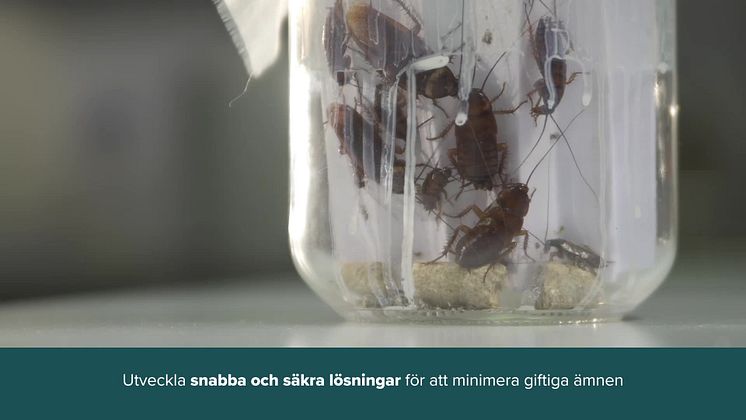 Det här är Rentokil