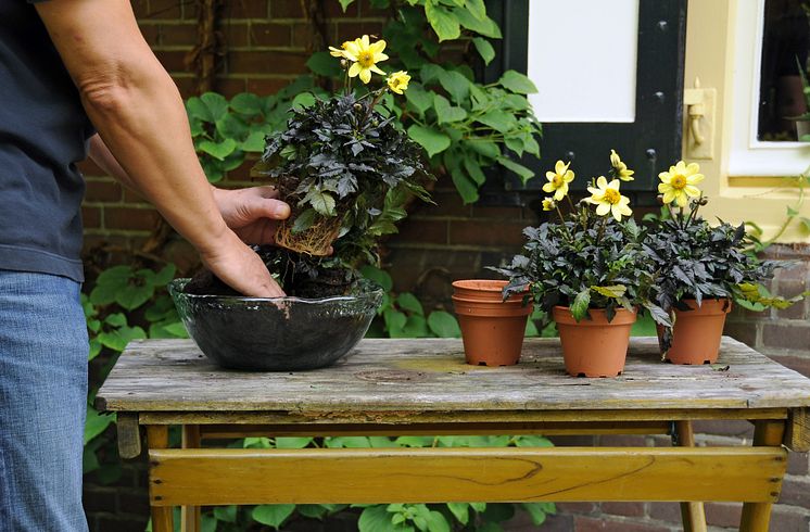 Samplantering av mörkbladig dahlia - steg 2