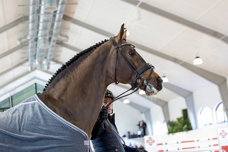 Hingst 1-2 250412 RT (1).jpg