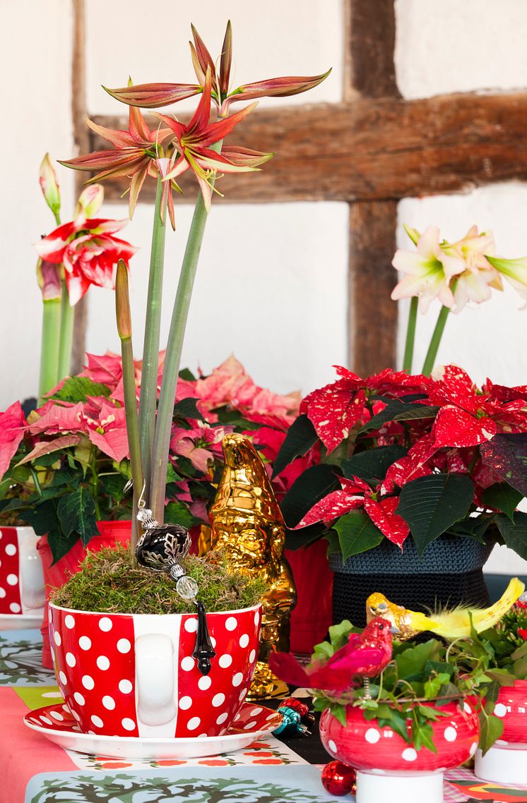 Amaryllis och julstjärna
