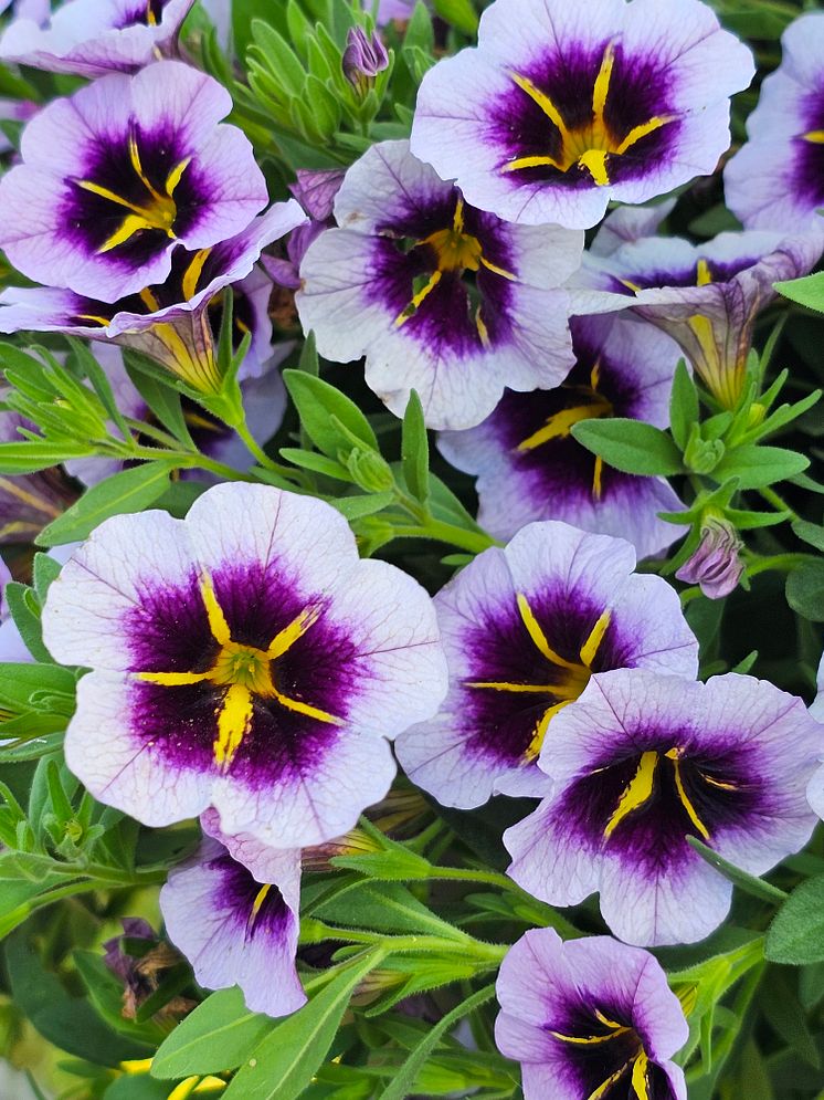 20240815_160825 kopiera Calibrachoa hybrida - Callie® Blueberry Spark.jpg