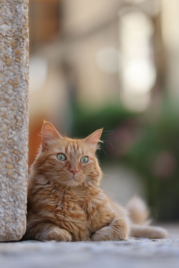 Canon RF 70-200mm F2.8L IS USM Z_CINC_0O6A2383_sample image[1].jpg