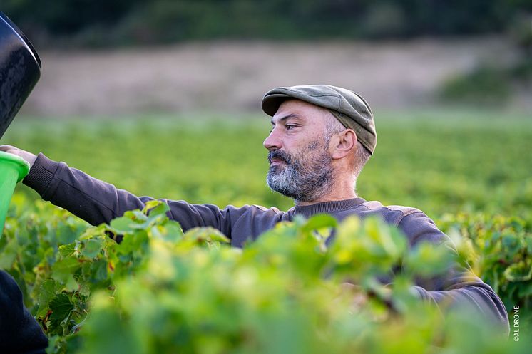 VENDANGES TERRES SECRÈTES 2.jpg