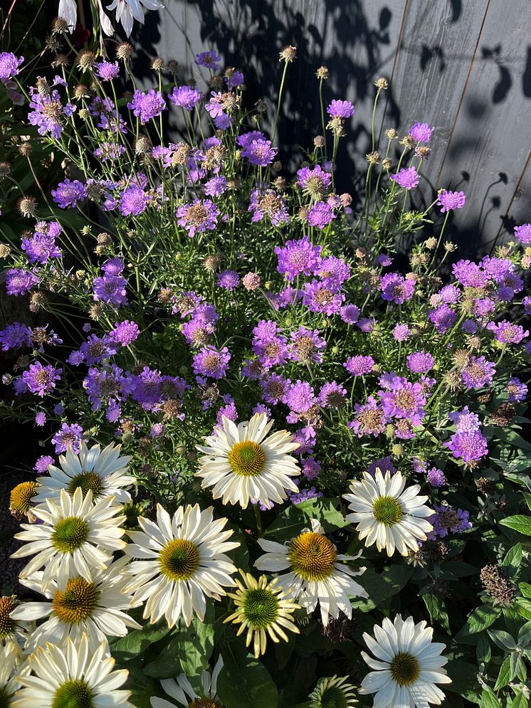 Scabiosa hybride 'Laurie'.jpg