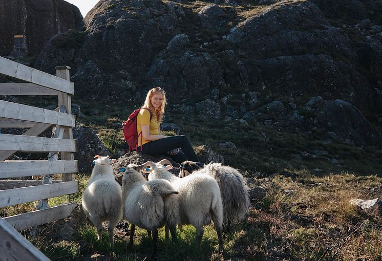 Wild Sheep Safari.jpg