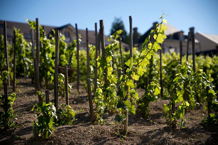 Bollinger Clos Saint-Jacques.jpg