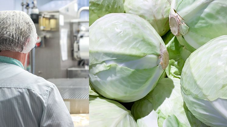 Cabbage HIGH RES.jpg