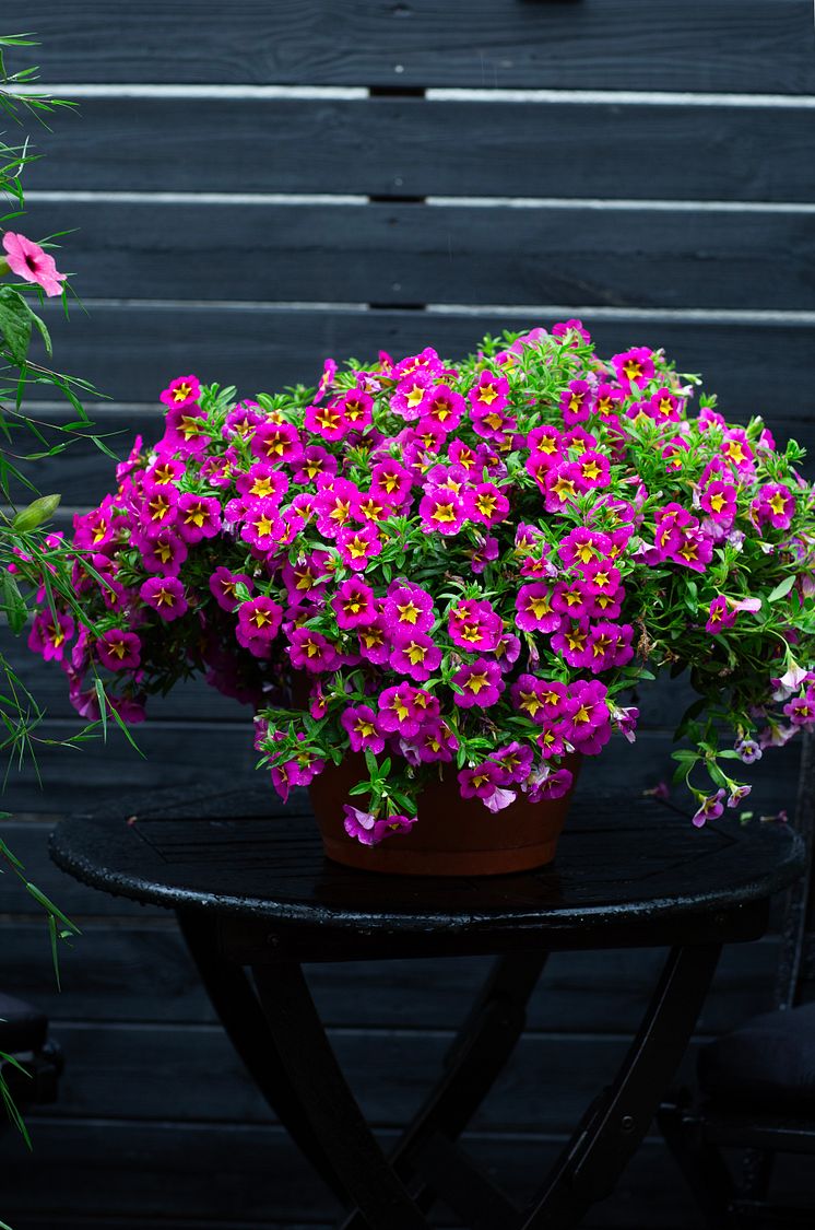 6R2A0256 Calibrachoa parviflora 'Bumble Bee Hot Pink'.jpg