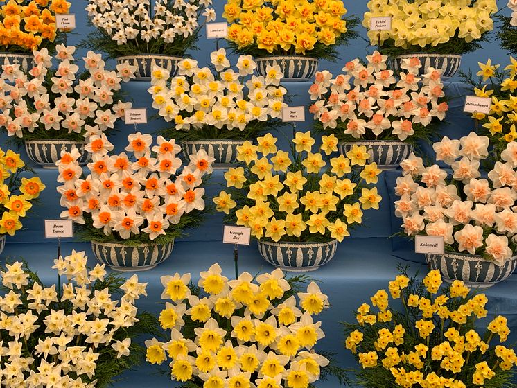 Narcisser
