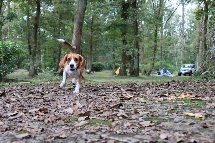 Canon PowerShot V1_CINC_Sample_Dog Continuous Shooting_3261[1].jpg