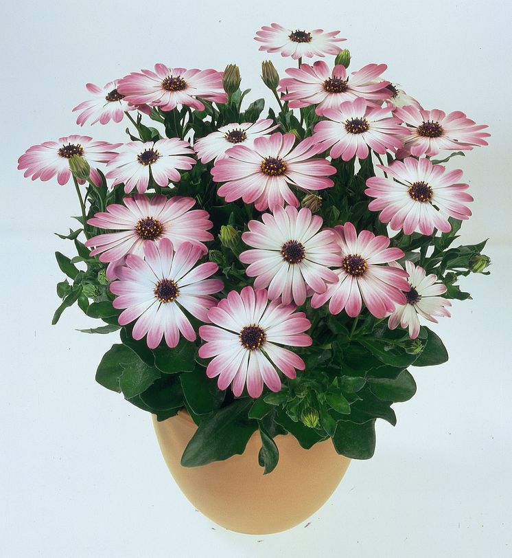 Stjärnoga Osteospermum ecklonis Flower Power Pink Eye