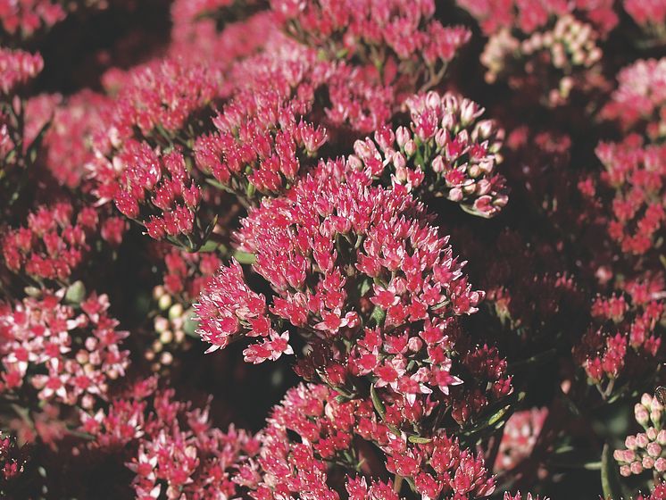  Sedum hybriden ’Garnet Brocade’