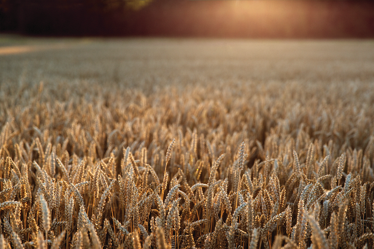 Absolut winter wheat 2.png