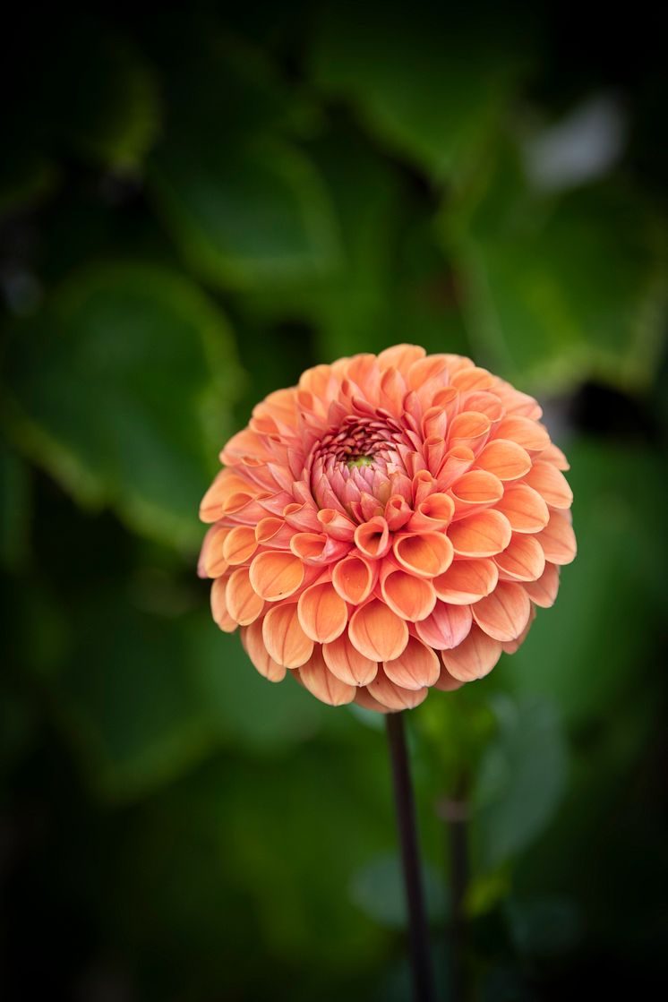 Dahlia - Foto: Annika Schaefer