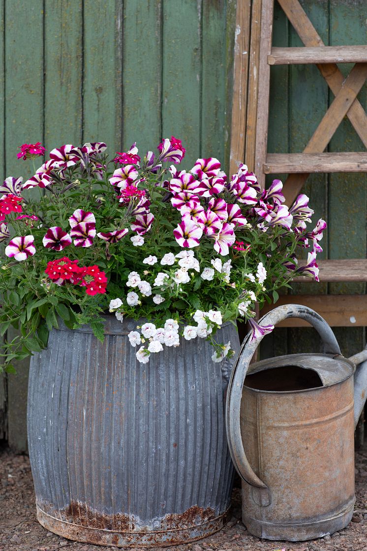 Blomsterfrämjandet:Annika Christensen 1.jpg