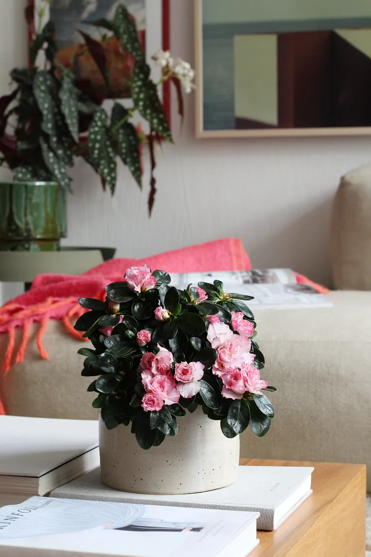 Rosa azalea i vardagsrum
