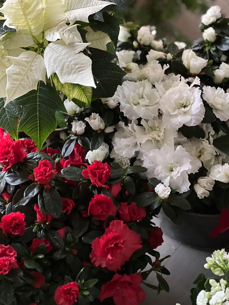 Julblommor_2024_klassiska