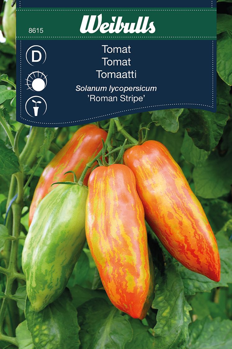 8615_tomat_roman_stripes.jpg