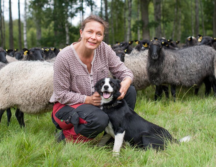 Långasjölamm.jpg