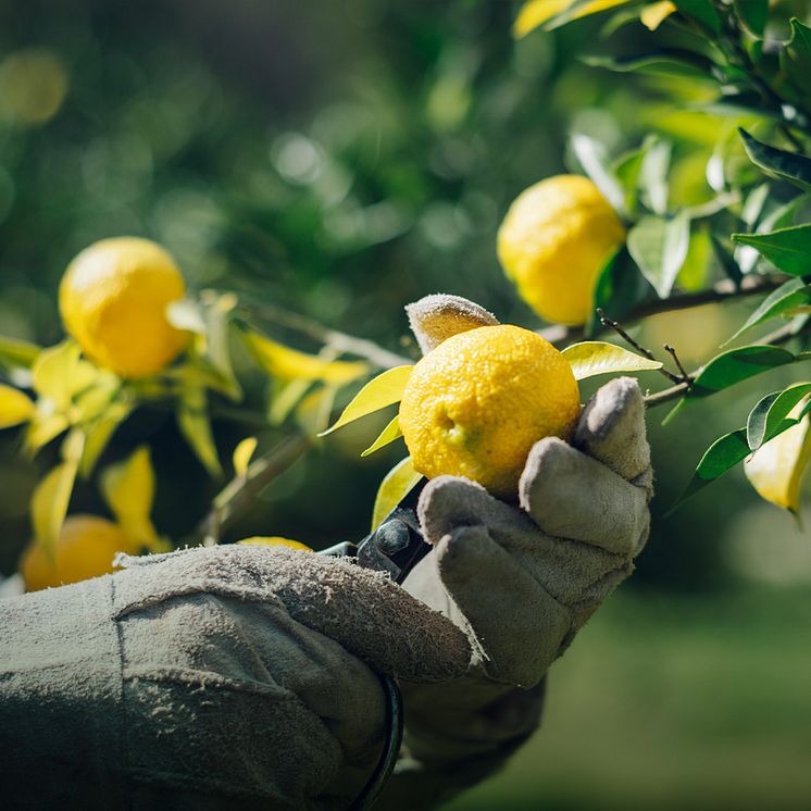 Ki No Bi Kyoto Dry Gin - Yuzu harvest.jpg