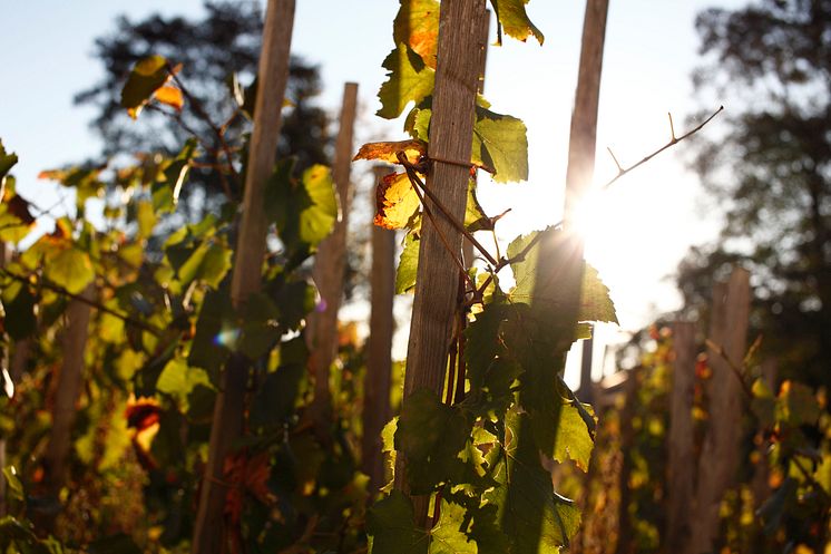 Bollinger Chaudes Terres autumn.jpg
