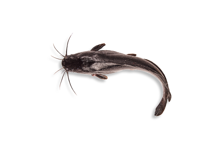 Clarias från Gårdsfisk