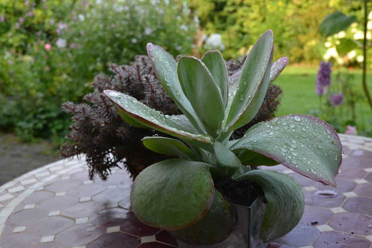 Doftkalanchoe Kalanchoe thyrsiflora 'Desert Rose'