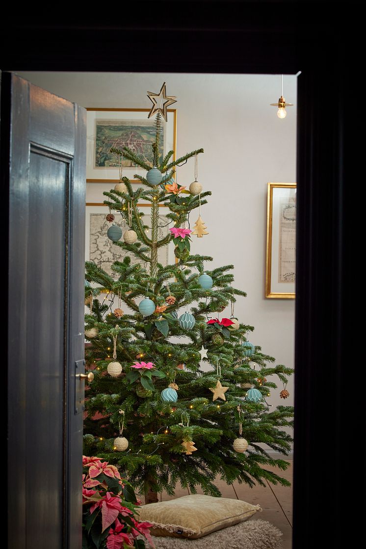 Julblommor_2024_klassiska_gran