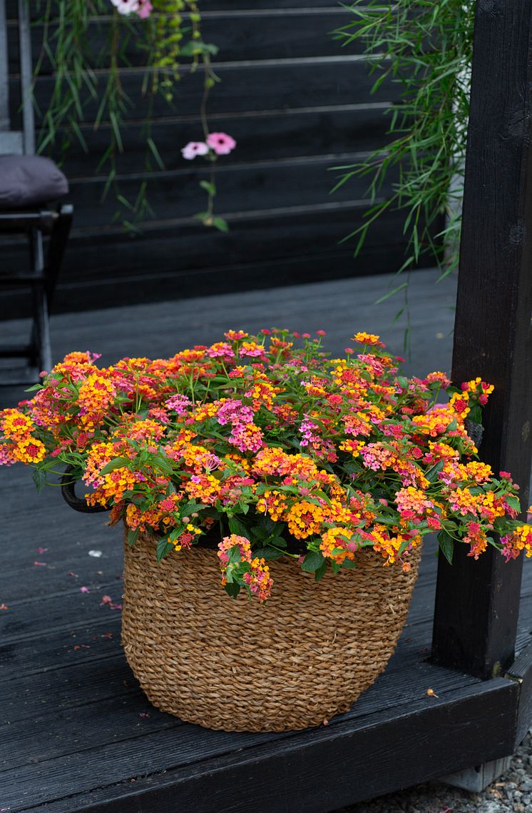 6R2A0122 Lantana camara 'PassionFruit'.jpg