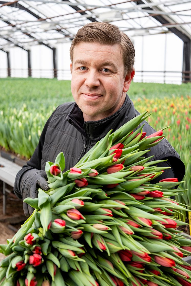 Tulpaner