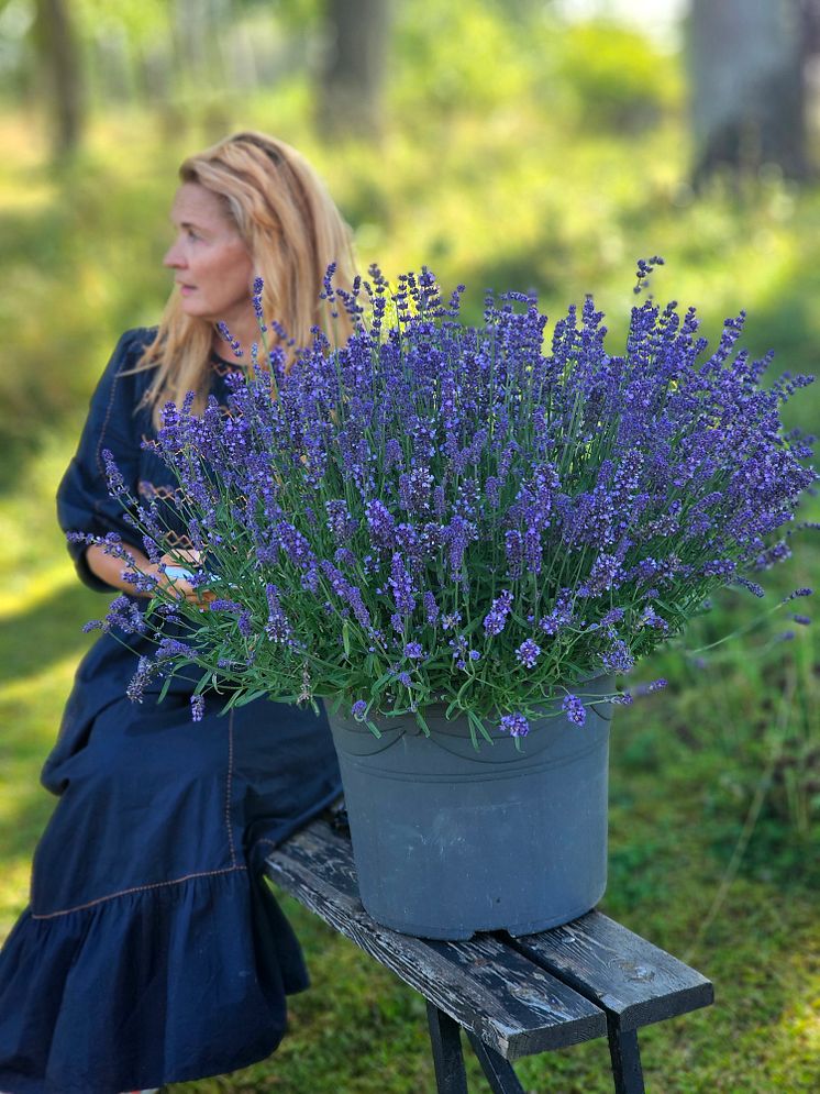 20240815_154536 kopiera Lavandula angustifolia - Aromatico Evolution.jpg