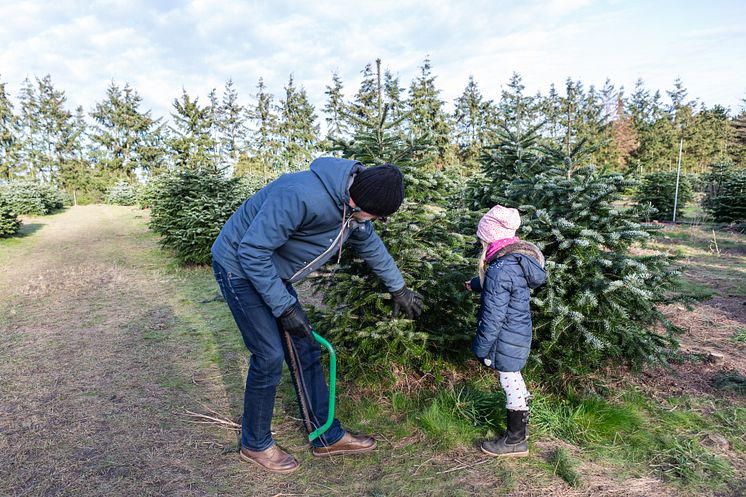 Weihnachtsbaum-schlagen_TMB-Fotoarchiv_Steffen_Lehmann.jpg