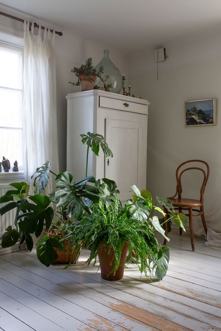 Gröna Krukväxter_Ormbunke   - Green Lady.jpg