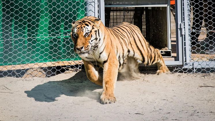Tiger.jpg