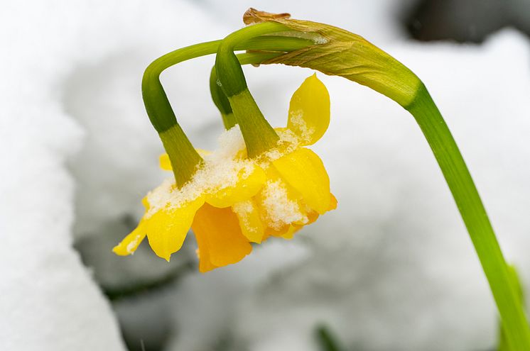 Köldtåliga narcisser