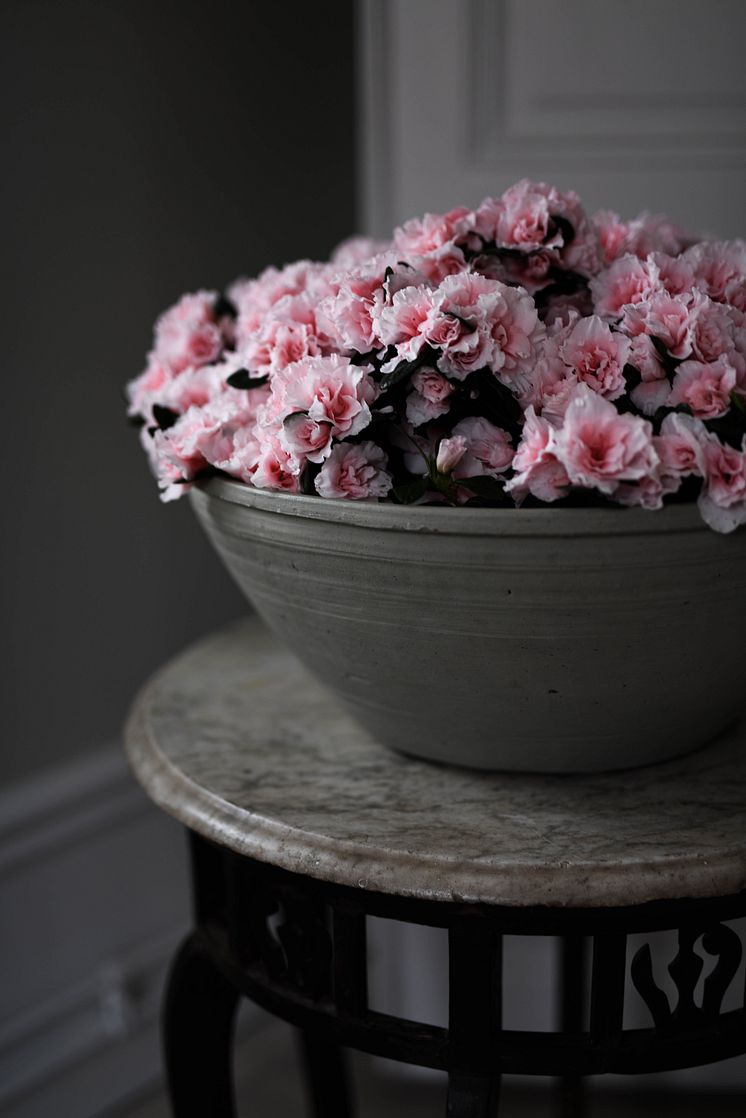 Azalea_vår_2025