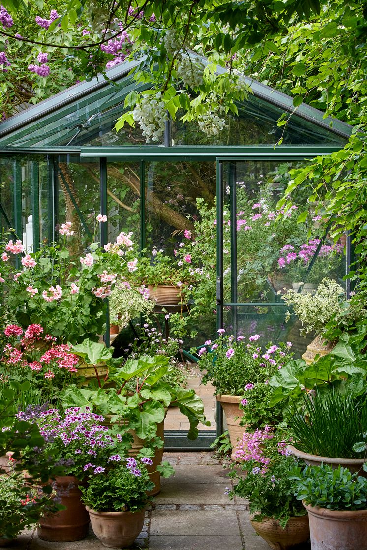Pelargoner23_2024