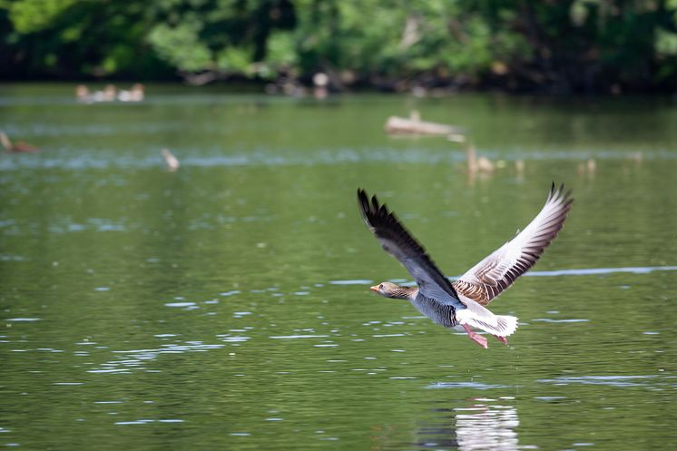 Wildgans_Seenland Oder-Spree_Foto Florian_Läufer.jpg
