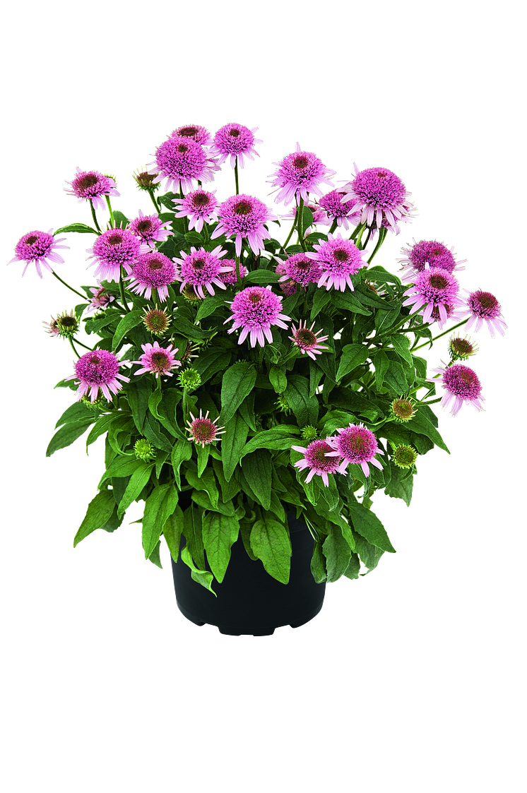 Echinacea Butterfy Kisses