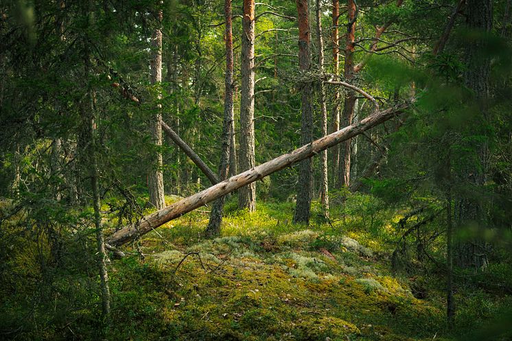 Gammelskog-1