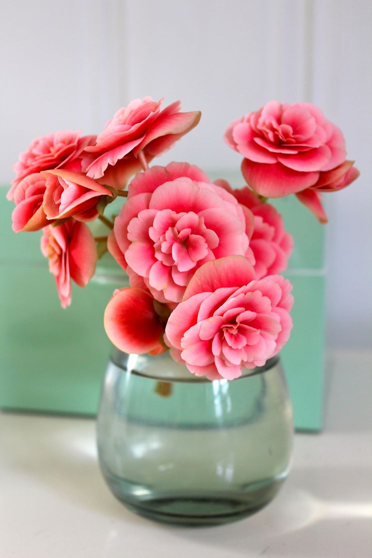 Höstbegonia i vas
