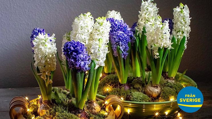 Film om svenska hyacinters utveckling - från lök till blomma Filmformat_1.mp4